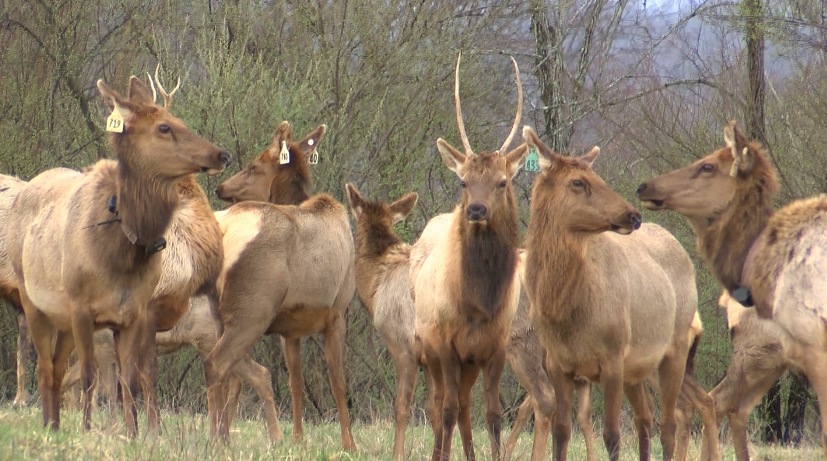 Elk Hunting New Frontier Master the Art of East Elk Tag Draw